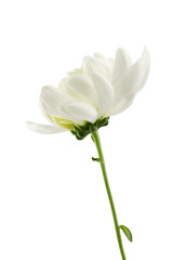 a delicate white chrysanthemum flower with a stem, isolated on a white background