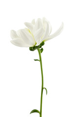 Naklejka na ściany i meble a delicate white chrysanthemum flower with a stem, isolated on a white background