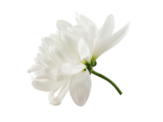 Fototapeta na wymiar a delicate white chrysanthemum flower with a stem, isolated on a white background