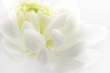 Obraz na płótnie Canvas delicate white chrysanthemum petals, floral background, place for text