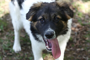 stray puppy dog close up portrait on green grass background