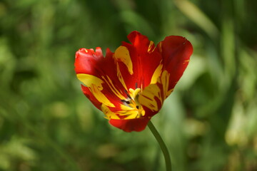 red and yellow tulip