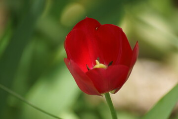 red and yellow tulip
