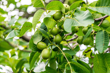 Green fresh hazel nuts on branch. Garden walnut botany branch.