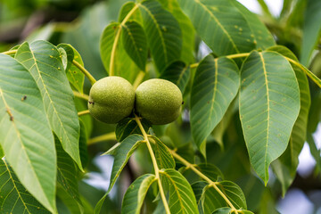 Garden walnut botany branch. Green fresh hazel nuts on branch.