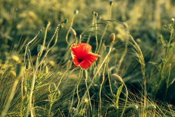 Beautiful red poppy in sunset light in barley field. Atmospheric moment in summer countryside....