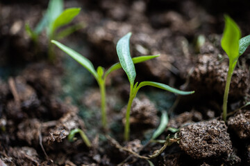 agriculture revived by spring