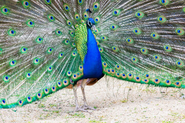 Obraz premium Peacock portrait. Beautiful colourful peackock feather