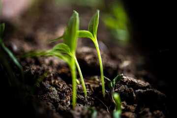 agriculture revived by spring