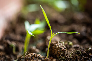agriculture revived by spring