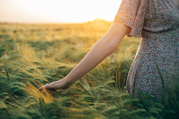 Woman hand touching barley ears close up in sunset light in field. Harvest and agriculture. Atmospheric tranquil moment, rustic slow life. Stylish female enjoying evening summer countryside - obrazy, fototapety, plakaty