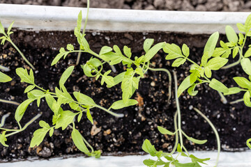 top view of green tomato seedlings in soil in box on ground in village garden in spring
