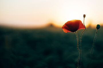 Beautiful red poppy in sunset light in barley field close up. Atmospheric moment in summer...