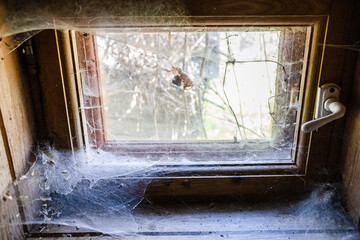cobwebs on closed window of wooden village house on sunny spring day