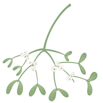 Branch of a mistletoe illustration. Christmas element.