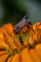 bee on flower