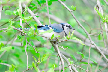 blue jay perched on a branch