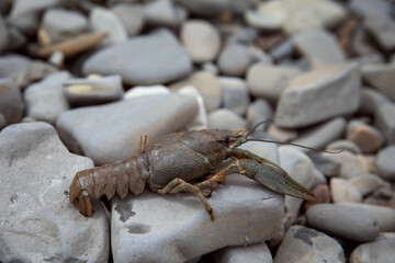 River cancer Astacus astacus on a rocky shore