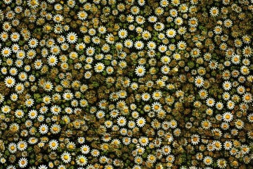 sunny field with a colorful cluster of daisies Generative AI