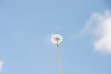 Dandelion is the common name of several species belonging to the botanical genus Taraxacum, of which the most widespread is Taraxacum officinale. Photo with sky in the background.