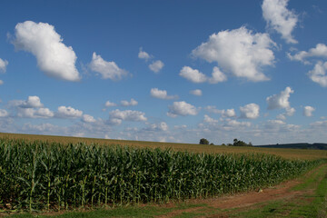 Field cultivated with maize (Zea mays) on a large scale, in the flowering phase.