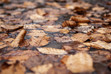 autumn leaves on the ground