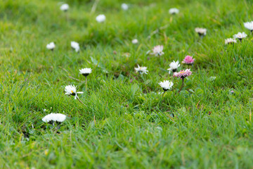 białe i różowe dzikie kwiaty stokrotki na trawniku