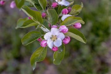 Apple blossoms. Without people. Daylight.