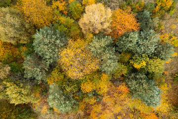 Lot dronem nad jesiennymi drzewami z których opadają liście na pole, które zaorał już rolnik....