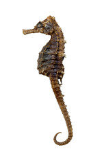 Dry seahorse, isolated on white background .Top view 