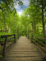 Forest road. nature park wooden walkway