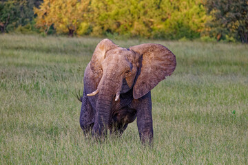 Elephant in Kruger Park, South Africa