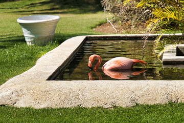 flamingo in the park