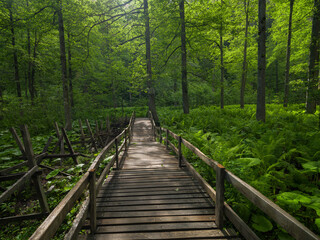 Fototapeta na wymiar Forest road. nature park wooden walkway