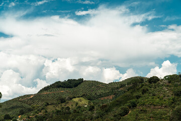 Obraz na płótnie Canvas Mountain with avocado plantation and rural landscape. Jerico, Antioquia, Colombia. 
