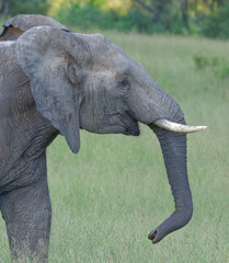 Elephant in Kruger Park, South Africa