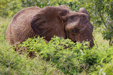 Fototapeta na wymiar Elephant in Kruger Park, South Africa