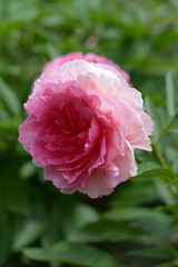 ベスボクストース　シャクヤク