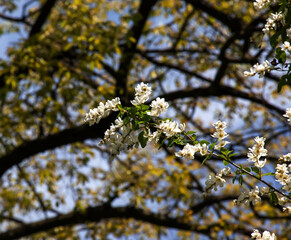 Flowering branch of Exochorda korolkowii in spring. Exochorda albertii is a shrub rose native to Asia.