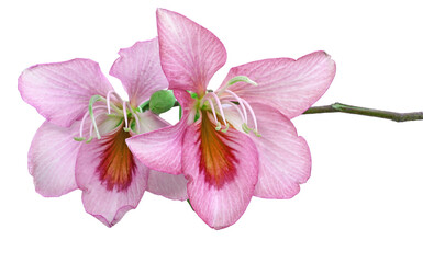 pink flower isolated on clear background