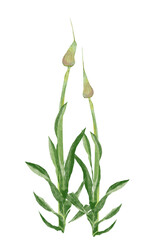 家庭菜園シリーズ　初夏の野菜　ニンニクの芽