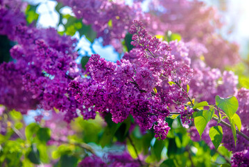 Pink lilac blooms in the Botanical garden
