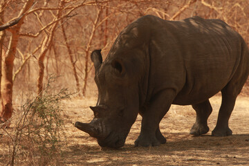 Obraz premium Animal Reserve Senegal Africa