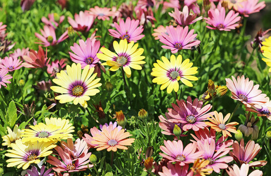 Pink and yellow African Daisy