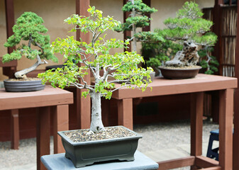 Bonsai tree - California