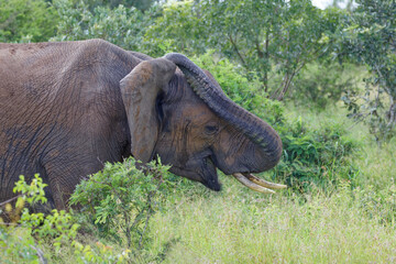 Elephant in Kruger Park, South Africa