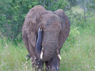 Elephant in Kruger Park, South Africa