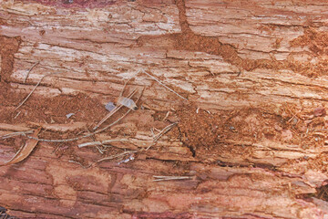 The texture of old rotting wood close-up.