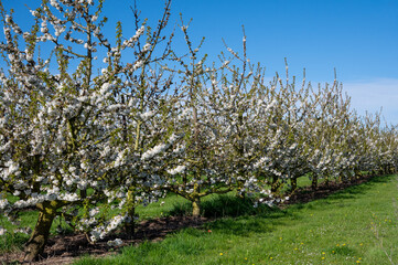 Fototapeta na wymiar Spring blossom of cherry trees in orchard, fruit region Haspengouw in Belgium, nature landscape