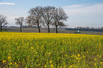 Rapeseed Brassica napus bright-yellow flowering plant, cultivated for its oil-rich seed, source of vegetable oil and protein meal, april in Haspengouw, Sint-Truiden, Belgium